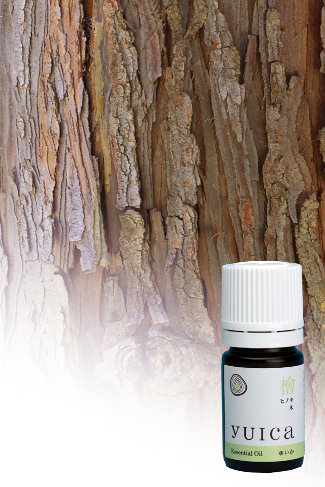 檜　ヒノキ　木部